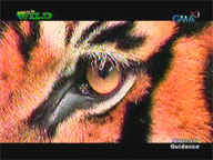 <b> Born to be Wild: </b> Tiger Rescue