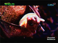 <b> Born to be Wild: </b> Bat hunt