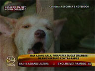 Stray dogs gassed to death to combat rabies