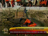 Dead whale shark found floating in Manila Bay