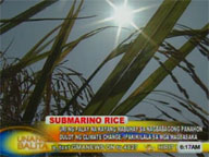 Rice variety that could withstand climate change to be introduced to farmers
