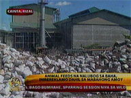 Cainta residents complain about foul smell from flood-soaked animal feeds