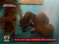 Cat helps babysits3 pups in Kidapawan, North Cotabato