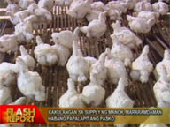 Group: Shortage in supply of chicken to be felt as Christmas nears