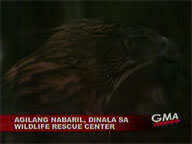 Eagle hurt in shooting brought to Wildlife Rescue Center