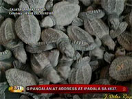 99 young marine turtles released to sea in Calatagan, Batangas