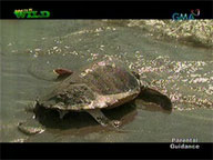  Born to be Wild:  Sea Turtles