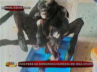 Goat in Ilocos Norte born with 8 feet, 3 eyes, 4 ears