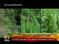 Imbestigador: Biggest marijuana plantation nationwide is raided, destroyed