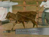  Saksi:  Rodeo event in Malabon incurs PETA protest