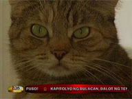 Stray cats to be disposed off in Bel Air, Makati
