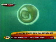 Giant underwater 'tamilok'