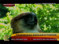 Philippine Eagle undergoes treatment