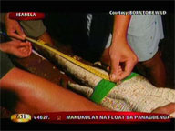 Croc variety that nearly killed Isabela woman is being bred