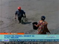 <b> QTV: </b> Loss in Isabela fishkill hits P4.1M, still rising