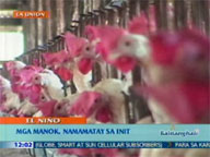 <b> QTV: </b> Heat wave kills chickens in La Union province