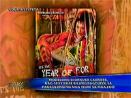  Saksi:  Ornusa Cadness poses sexy for animal rights group PETA