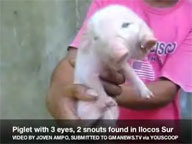 <B>YouScoop:</B> Piglet with 3 eyes, 2 snouts found in Ilocos Sur
