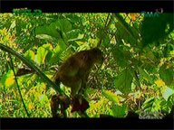  Born to be Wild:  Wildlife Trade