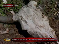 El Ni&ntilde;o blamed for death of 200 cattles in Ifugao