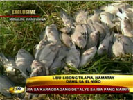 El Nino kills thousands of tilapia in Minalin, Pampanga