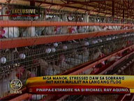 Chicken appear stressed by hot weather, lay smaller eggs