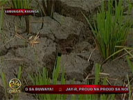 Rain not enough remedy for El Ni&ntilde;o-affected farmlands
