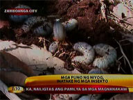 Insect infestation besets coconut trees in Zamboanga