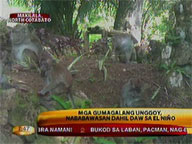 Monkeys of Makilala, North Cotabato now fewer in number due to El Ni&ntilde;o