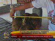 RP's 23.4-kilo turnip seeks Guinness World record