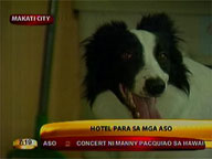 Makati City hotel open exclusively for dogs
