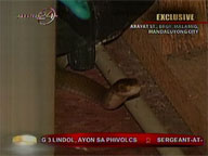 4-foot snake sends household into panic in Mandaluyong