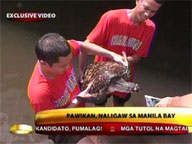 Sea turtle stranded in Manila Bay