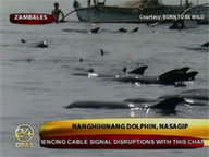 Beached dolphin rescued off Zambales