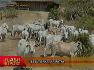188 cattle die from heat in Aguinaldo, Ifugao