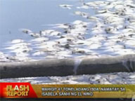 47 tons of fish die in Isabela due to El Ni&ntilde;o