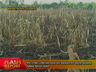 El Ni&ntilde;o destroys P43.9 million worth of bananas, corn in North Cotabato