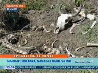   QTV:   More than 100 cattle die from heat in Aguinaldo, Ifugao