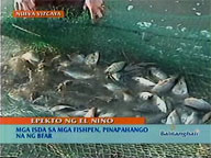  QTV:  BFAR suggests harvesting fish in pens before they die due to El Ni&ntilde;o