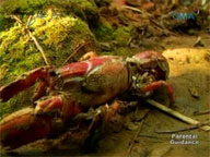 Kapuso Mo, Jessica Soho: Mud Lobster