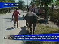 <b>Saksi: </b>Owner of slaughtered carabao insists he sold meat approved by vet
