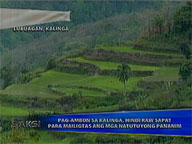  Saksi:  Kalinga folk say rain showers not enough to save wilting crops