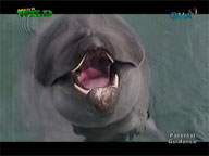 <b>Born to be Wild: </b>Dolphins
