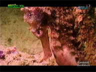 <b>Born to be Wild: </b>Seahorse