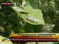 Agriculturists fear effects of worm pest on palay production