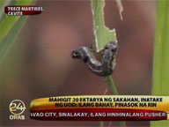 Over 20 hectares of farmland, including houses, attacked by worms
