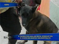  Saksi:   4-year-old girl attacked by K9 dog in Cebu