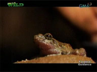  Born to be Wild:  New Species Discovered
