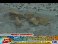 <b>UB:</b> Pepper pellets used as alternative prevention for dengue