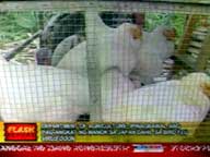 Bird flu prompts DA ban on chicken imports from Japan